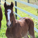 First foals by All American